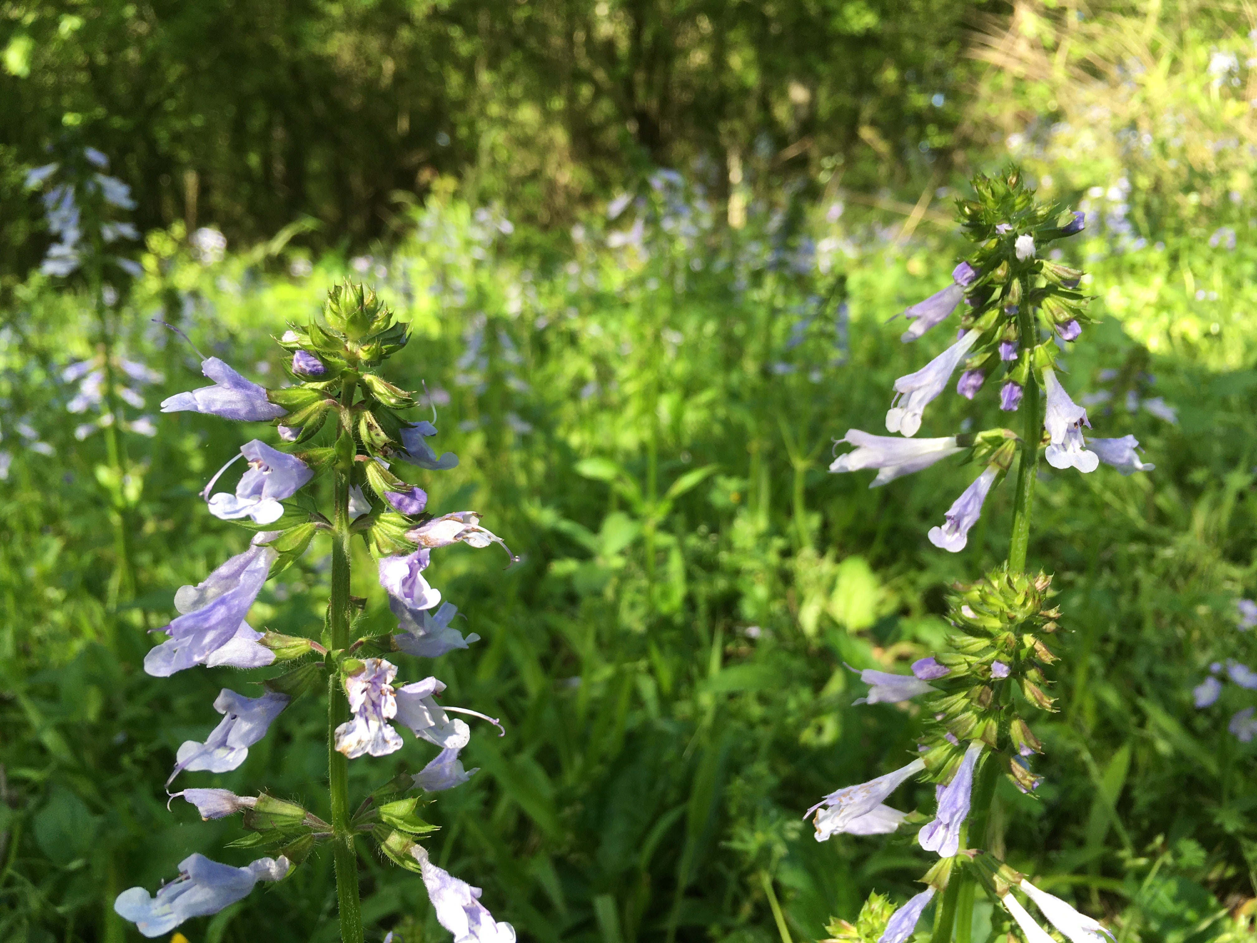 lyreleaf sage light purple flowers arranged along upright green stalks